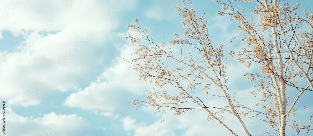 Poster Bare thin branches of a birch tree set against a blue cloudy sky Background featuring copy space