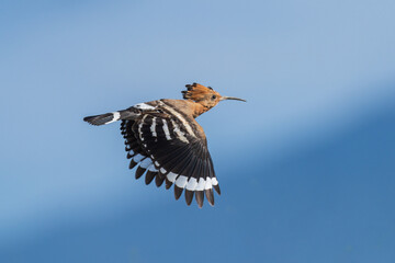 Eurasian Hoopoe in flight. The Eurasian hoopoe (Upupa epops ) is the most widespread species of the genus Upupa.