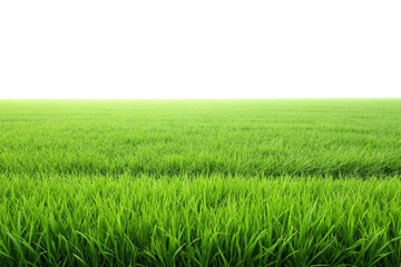 Fototapeta premium Green grass field png