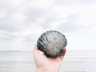  Calcified scallop shell with holes caused by sponge against the sea