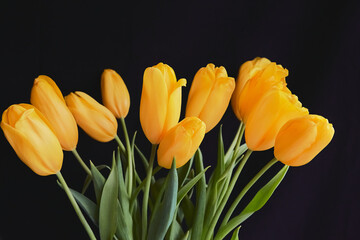 Naklejka premium Yellow tulips on a black background, a bouquet of yellow tulips on a dark background