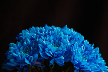 sunlight on blue chrysanthemums on a dark background