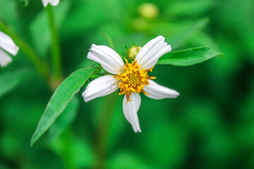 selective focus bellis perennis flower or Banwort or Bone Flower or Common Gowan or Dog Daisy or English Daisy or Goose Flower or Herb Margaret or Lawn Daisy Noon Flower or Woundwort in the garden © Rahman Ar-Rizqi