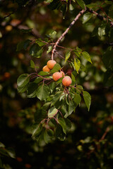 Ripe apricots on the tree in a bright sunny day,  vertical shot