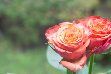 グラデーションカラーのバラ