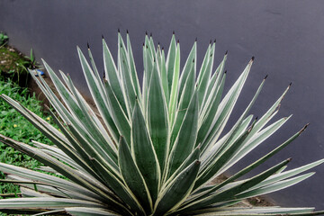 Selective focus close up Yucca gloriosa or tombak raja or Asparagaceae or Adam's needle or Spanish bayonet or Spanish dagger or bear-grass or needle-palm or spoon-leaf yucca in the garden at day