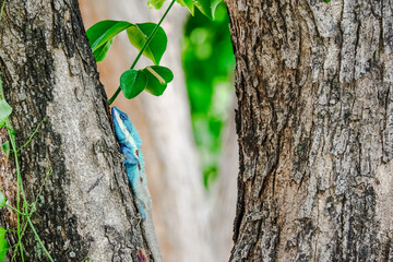 Green lizard Camouflage, blend on a tree