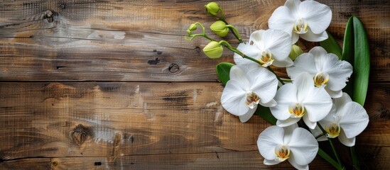 Beautiful orchid plant without flowers featuring space for text The orchid has been replanted into fresh soil made from pine bark situated on a wooden table background top view. with copy space image