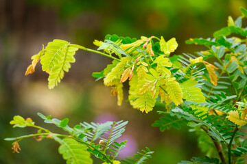 Young Tamarind Leaves close-up