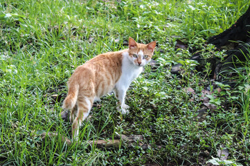 Selective focus of a stray cat or a yellow and white or ginger white domestic cat looking at the camera while walking or exploring in the park during the day