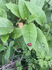 Coccinella