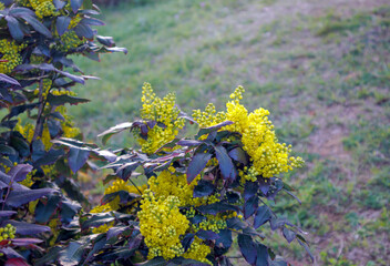 purple leaves and yellow flowers of the plant in the garden