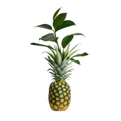 Tropical Pineapple Fruit PNG