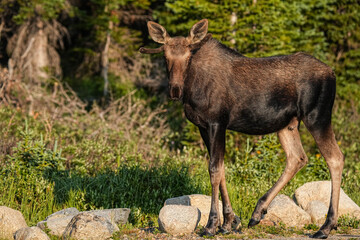 Young Bull Moose