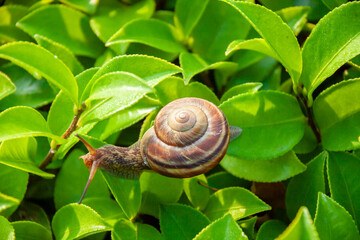 葉に乗るカタツムリ