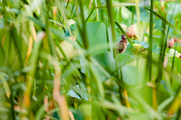 Summer lotus pond, dense lotus leaves, blooming lotus flowers, and various beautiful views of waterbirds