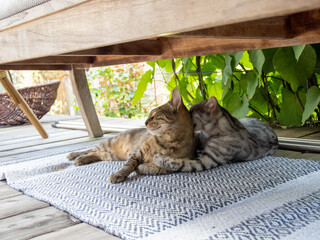 cats in the garden