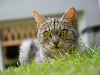 cat on grass