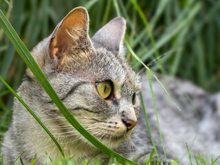 cat in grass