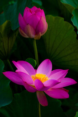 Obraz premium Summer lotus pond, dense lotus leaves, blooming lotus flowers, and various beautiful views of waterbirds