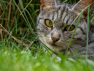 cat in grass