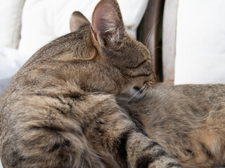 cat on the living room