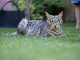 cat on grass