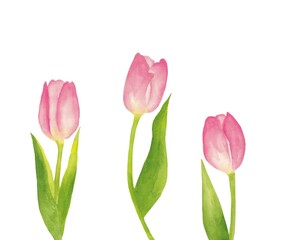 Fototapeta premium Watercolor tulips on a white background. A postcard for March 8, International Women's Day, birthday.