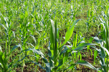 selective focus corn field with young corn plants that have not yet produced fruit, outdoor during the day