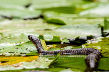 Water snake with head up on some lily pads in the pond on a summer day in Iowa. 