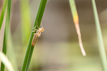 Dragonfly larva molting on a blade of grass on a summer day, close up photo. 