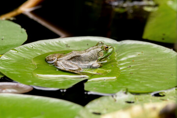 Bullfrog at rest on a lily pad in the pond, close up photo. 