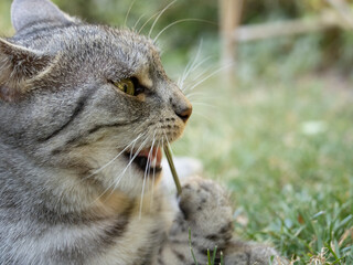 Junge h&uuml;bsche Katze beim Spielen