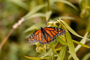 monarch butterfly on a plant, isolated on a blurred green background. 