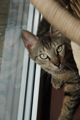 cats, katzen, jung, niedich, tiere, pet, animal, kitten, cat, cute, domestic, animals,