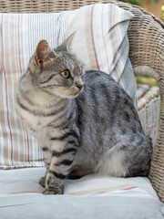 Junge Katze beobachtet Umgebung uaf der Suche nach Abwechslung