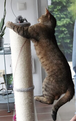 Kater in Aktion am Kratzbaum,