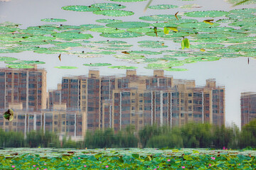 Reflections of city buildings in the lotus pond