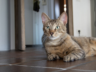 niedliche junge katzen