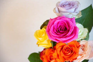 カラフルなバラ