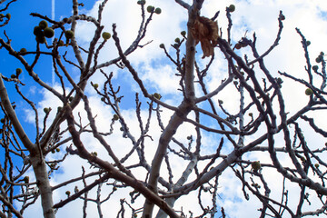 view of bare tree pig branches 