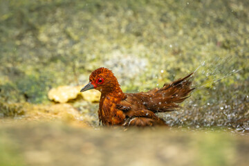 The Red-legged crake in the forest