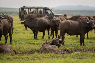 Naklejka premium Cape buffalo lies in mud near jeep