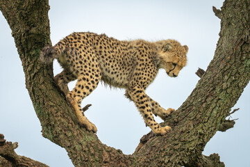 Cheetah cub balances in fork of tree