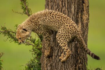 Cheetah cub climbs down tree by bush
