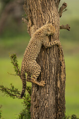 Cheetah cub climbing tree trunk in grassland