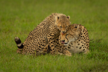 Cheetah and cub lie grooming each other