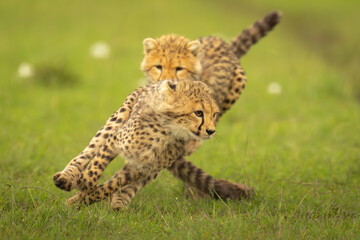 Cheetah cub chases sibling over short grass