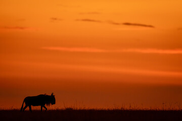 Blue wildebeest walks along horizon after sunset