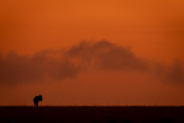 Blue wildebeest stood silhouetted on sunset horizon